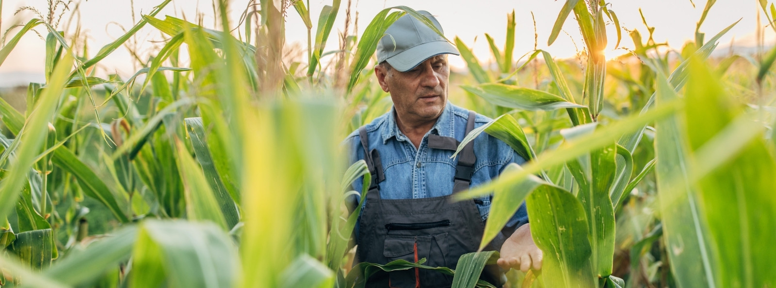Man in a Corn field